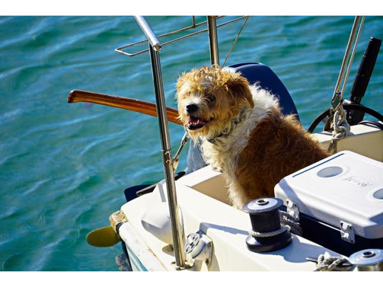 Czarter jachtu a żeglowanie z psem – porady dla właścicieli zwierząt
